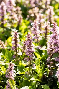 Ajuga reptans 'Rosea' - PLUG/CELGROWN 100 CEL TRAY - image 3