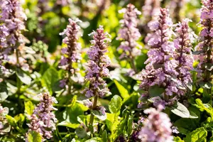 Ajuga reptans 'Rosea' - PLUG/CELGROWN 100 CEL TRAY - image 2