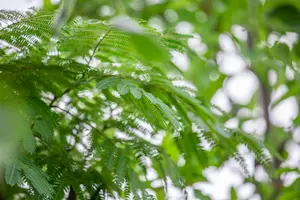 Albizia julibr. 'Ombrella' - STDS 12-14 CM CONT - image 3