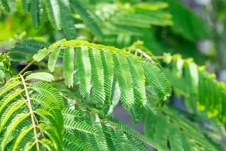 Albizia julibr. 'Ombrella' - 150 CM STEM C7.5 - image 5