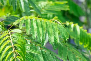 Albizia julibr. 'Ombrella' - 150 CM STEM C7.5 - image 5