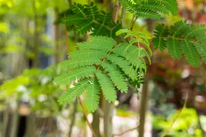 Albizia julibr. 'Rouge de Tuiliere' - STD 10-12 CM CONT    - image 2