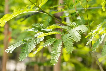 Albizia julibr. 'Rouge de Tuiliere' - STD 10-12 CM CONT    - image 4