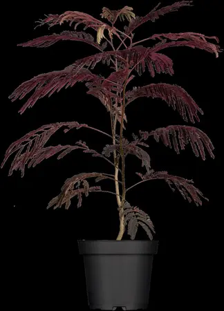 Albizia julibr. 'Summer Chocolate' - STD 10-12 CM CONT    - image 1