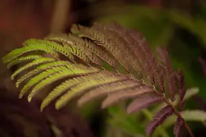 Albizia julibr. 'Summer Chocolate' - STD 10-12 CM CONT    - image 2