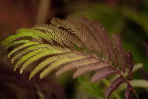 Albizia julibr. 'Summer Chocolate' - 150 CM STEM RB - image 1