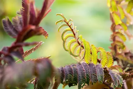Albizia julibr. 'Summer Chocolate' - STD 10-12 CM CONT    - image 4
