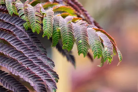 Albizia julibr. 'Summer Chocolate' - 175-200 CM C10 - image 5