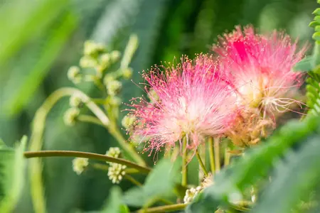 Albizia julibrissin - 20-25 CM P9 - image 2