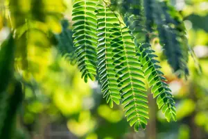 Albizia julibrissin - 180 CM STEM RB - image 3
