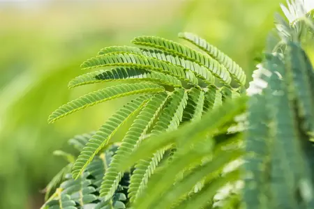 Albizia julibrissin - MULTISTEM 250-300 CM C45 - image 1