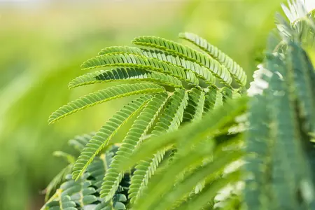 Albizia julibrissin - 40-50 CM C3 - image 1