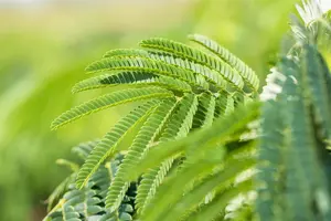 Albizia julibrissin - 20-25 CM P9 - image 1