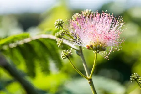 Albizia julibrissin - 20-25 CM P9 - image 4