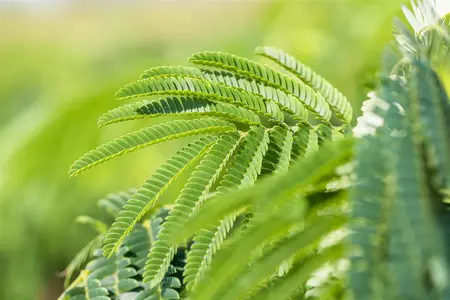 Albizia julibrissin - 175-200 CM C6 WHIP - image 1