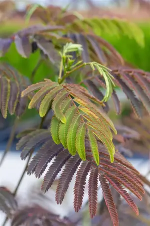Albizia julibr. 'Evey's Pride'? - 150 CM STEM C15 - image 5