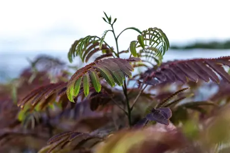 Albizia julibr. 'Evey's Pride'? - 150 CM STEM C15 - image 1