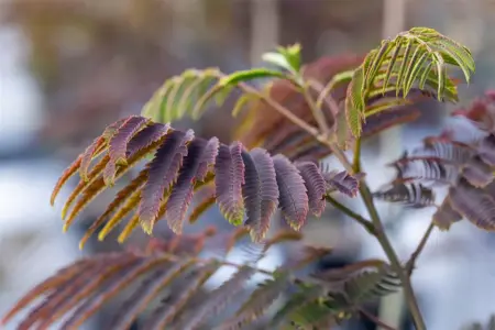 Albizia julibr. 'Evey's Pride'? - 150 CM STEM C15 - image 3
