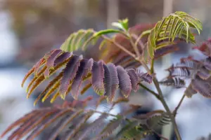 Albizia julibr. 'Evey's Pride'? - 150 CM STEM C15 - image 3