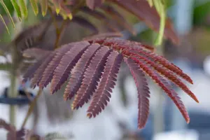 Albizia julibr. 'Evey's Pride'? - 150 CM STEM C15 - image 4
