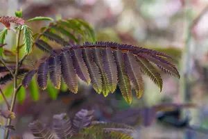 Albizia julibr. 'Evey's Pride'? - 150-175 CM FTH WHIP C18 - image 2