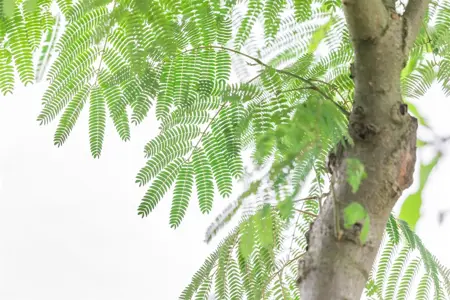 Albizia julibr. 'Ombrella' - 80-100 CM C10 - image 2