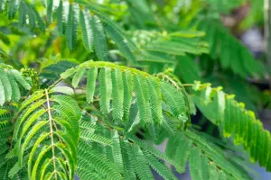 Albizia julibr. 'Ombrella' - 80-100 CM C10 - image 5