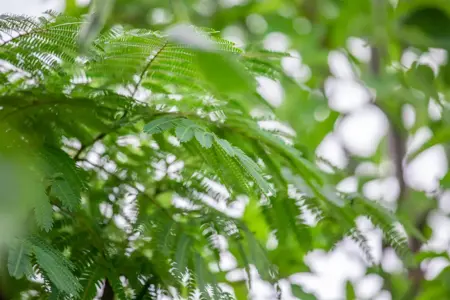 Albizia julibr. 'Ombrella' - 175-200 CM C18 - image 3