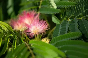 Albizia julibrissin 'Ombrella'