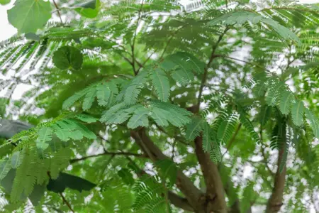 Albizia julibr. 'Ombrella' - 150-175 CM C18 - image 4