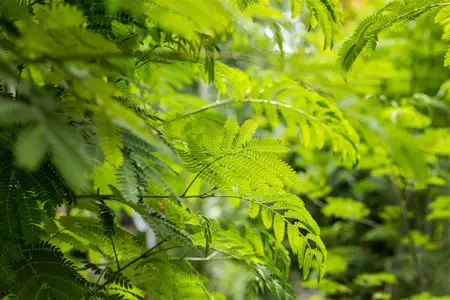 Albizia julibr. 'Rouge de Tuiliere' - 60-80 CM C3 - image 1