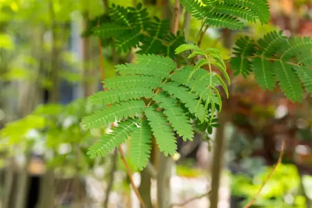 Albizia julibr. 'Rouge de Tuiliere' - 60-80 CM C3 - image 2