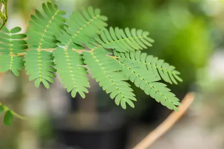 Albizia julibr. 'Rouge de Tuiliere' - STDS 12-14 CM CONT - image 3