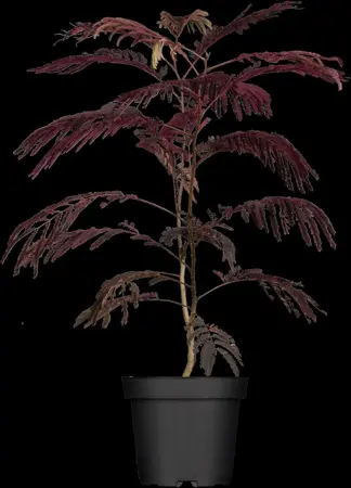 Albizia julibr. 'Summer Chocolate' - 60-80 CM C2 - image 1