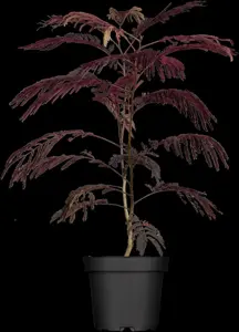 Albizia julibr. 'Summer Chocolate' - 100-125 CM C3 - image 1