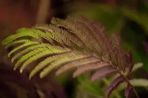 Albizia julibrissin 'Summer Chocolate' - 25-30 CM C3 - image 2