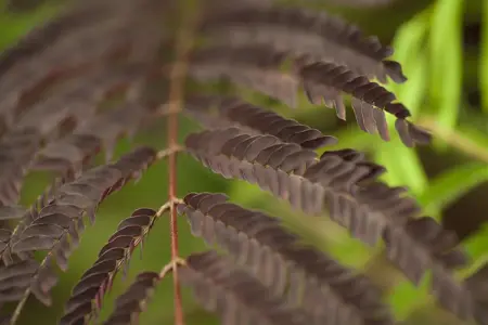 Albizia julibrissin 'Summer Chocolate' - 25-30 CM C3 - image 3