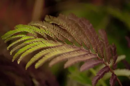 Albizia julibr. 'Summer Chocolate' - 60-80 CM C3 - image 2
