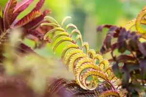 Albizia julibrissin 'Summer Chocolate' - 25-30 CM C3 - image 5