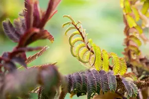 Albizia julibr. 'Summer Chocolate' - 60-80 CM C2 - image 4