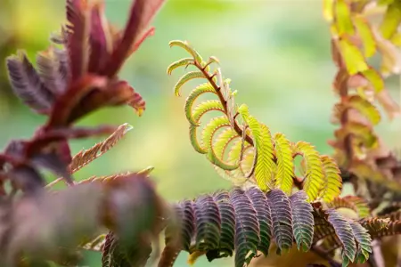 Albizia julibr. 'Summer Chocolate' - 60-80 CM C3 - image 4