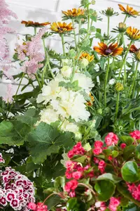 Alcea ros. 'Chater's Double White' - 2 Ltr pot