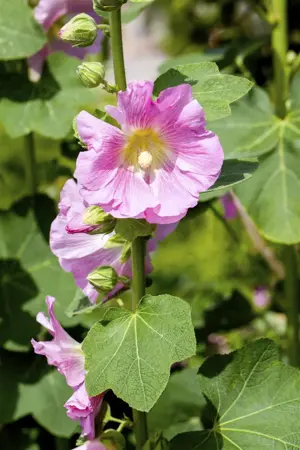 Alcea rosea 'Charters Red' - P13 - image 5