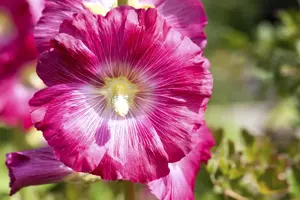 Alcea rosea 'Charters Red' - P13 - image 3