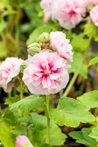 Alcea rosea 'Charters Rosa' - P13 - image 2