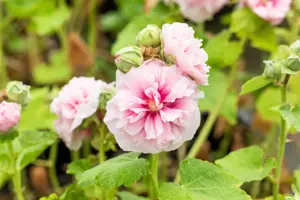 Alcea rosea 'Charters Rosa'