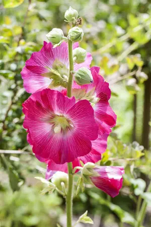 Alcea rosea 'Charters White' - P13 - image 1