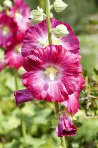 Alcea rosea 'Charters White' - P13 - image 2