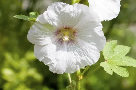 Alcea rosea 'Charters White' - P13 - image 4