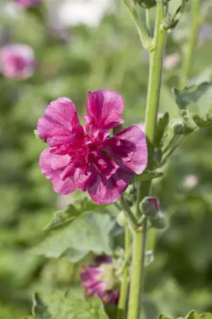 Alcea rosea 'Pleniflora Red' - P9 - image 2